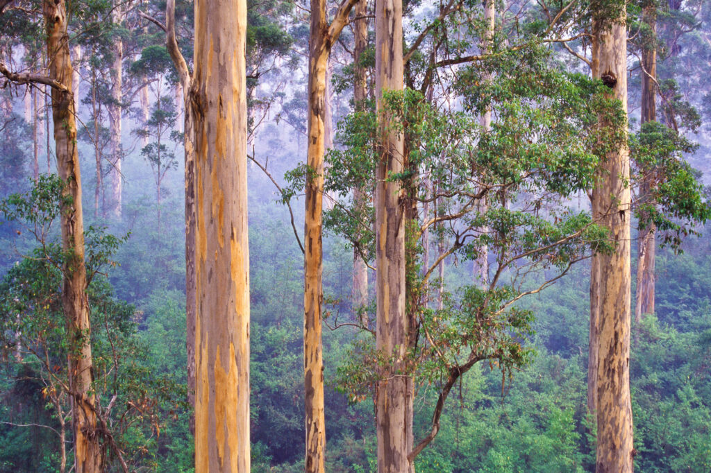 Sustainably Sourced TImber